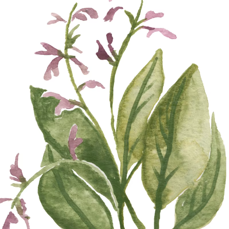 Affiches murales sur toile de Collection d'herbes, peinture de sauge d'organo, romarin, basilic, thym, aquarelle, image murale imprimée, décor de cuisine